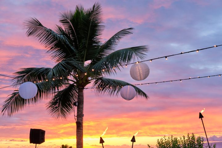 a group of palm trees next to a tree