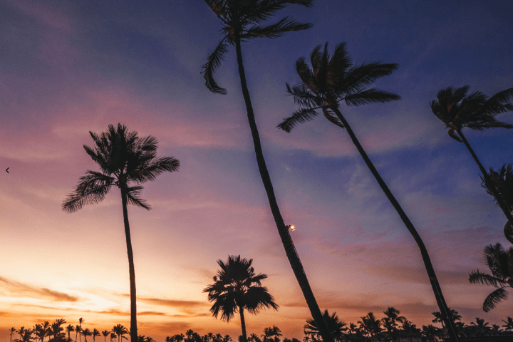 Silhouetted palm trees against a colorful sunset sky.